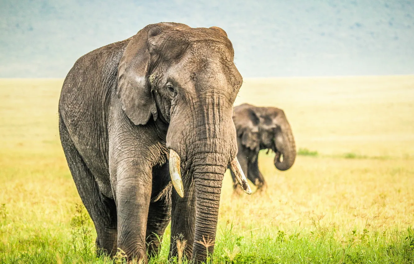 Photo wallpaper nature, background, elephant