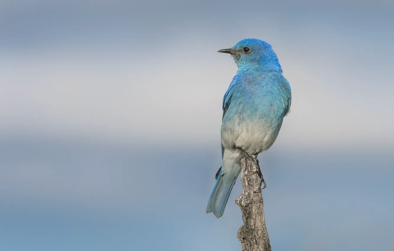 Photo wallpaper bird, blue, beauty