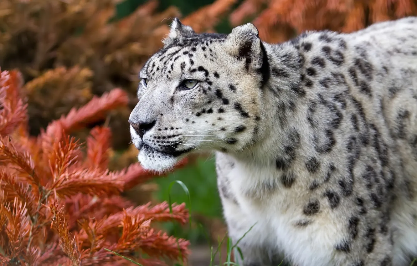 Photo wallpaper cat, IRBIS, snow leopard