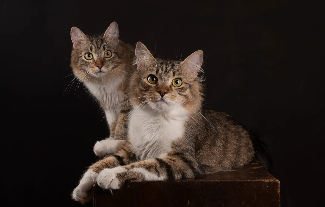 Photo wallpaper cat, cat, look, pose, the dark background, table, lies, face