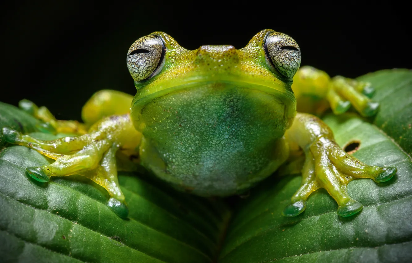 Photo wallpaper eyes, look, macro, leaf, frog, legs, black background, green