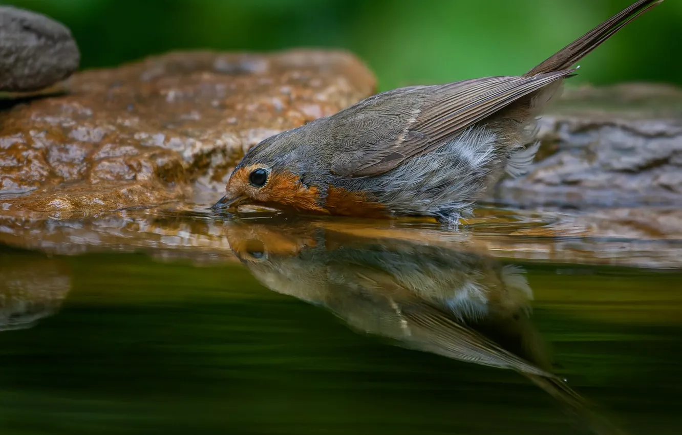 Photo wallpaper reflection, bird, Marat Kuchkaev