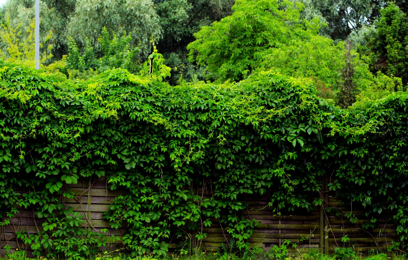 Photo wallpaper green, leafs, plant