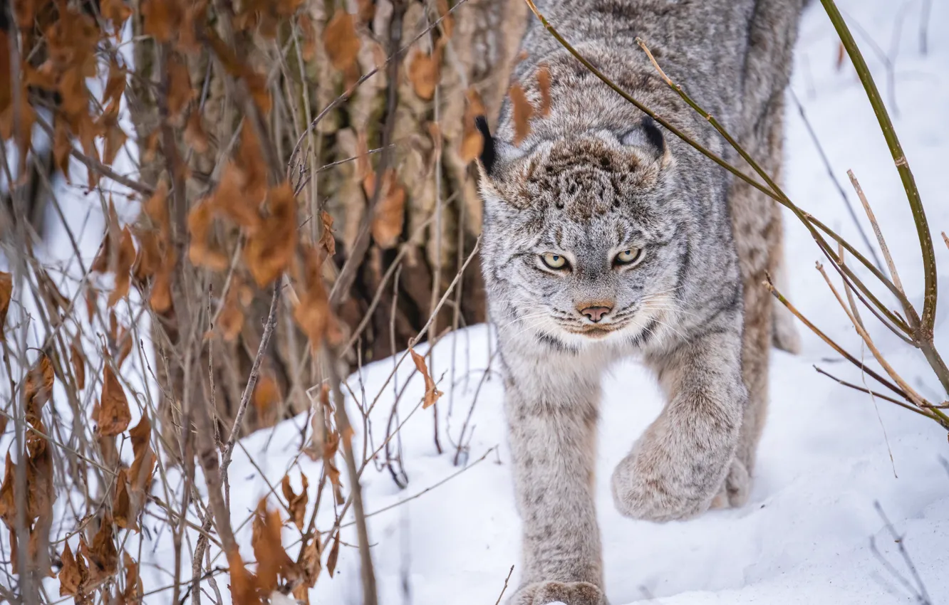 Photo wallpaper winter, snow, branches, lynx, wild cat, the bushes