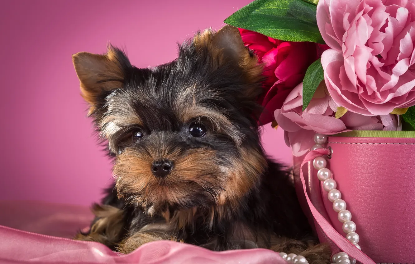 Photo wallpaper necklace, puppy, peonies, Yorkshire Terrier