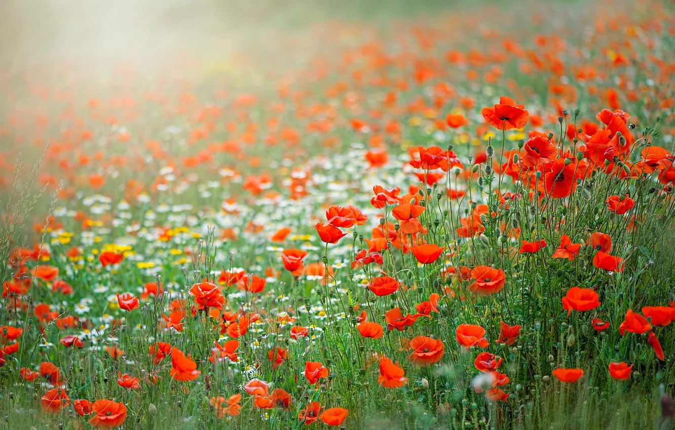 Photo wallpaper summer, flowers, red, Maki, chamomile, meadow, white, a lot