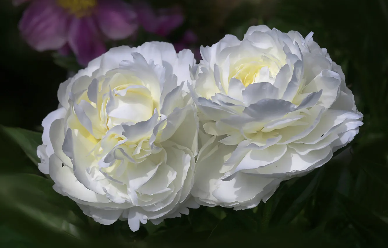 Photo wallpaper flowers, white, Duo, peonies