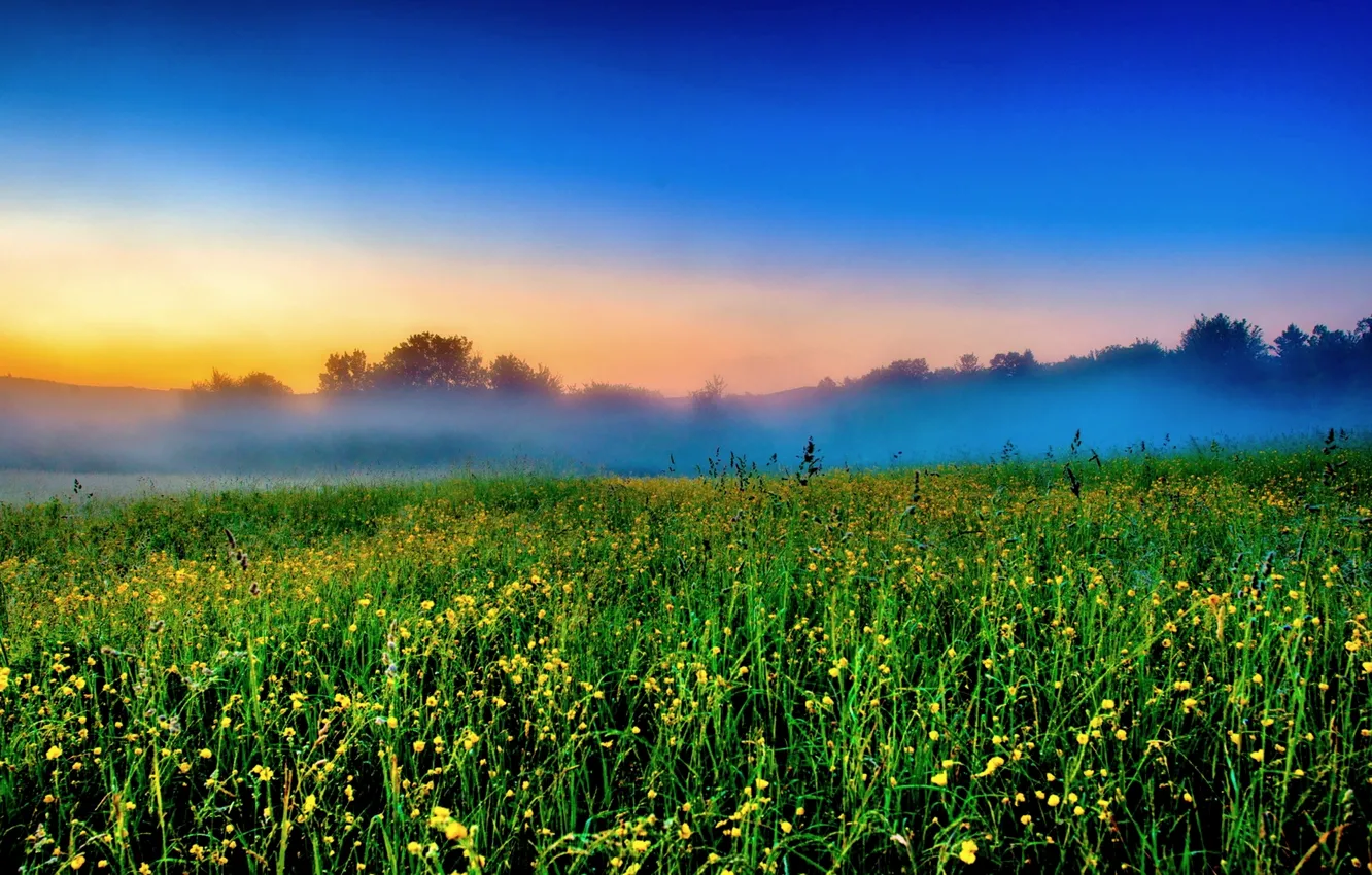 Photo wallpaper field, flowers, fog, morning