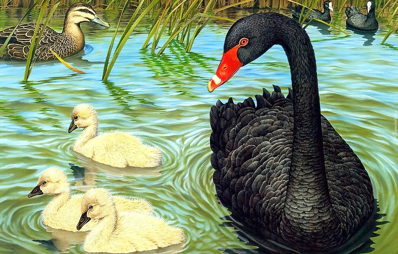 Photo wallpaper Water, Swan, Lake, Birds, Duck, Swans, Animals, Art
