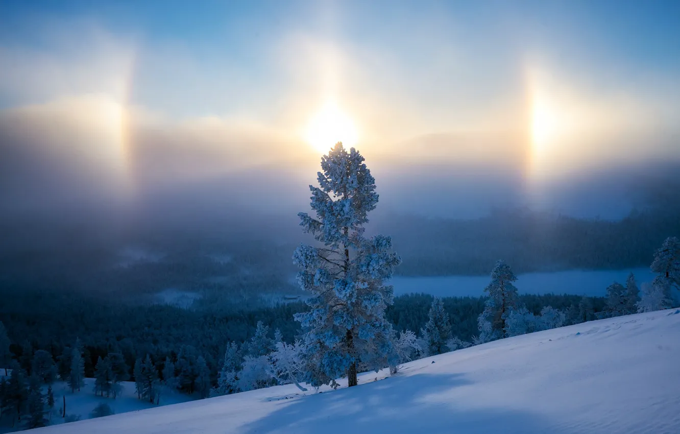 Photo wallpaper winter, trees, nature