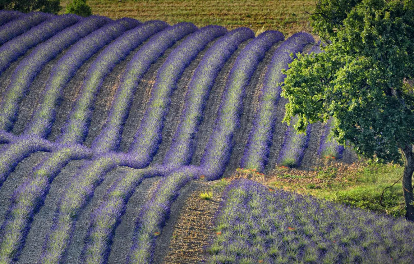 Photo wallpaper field, flowers, hills, France, lavender, Provence-Alpes-Cote d'azur, Valensole