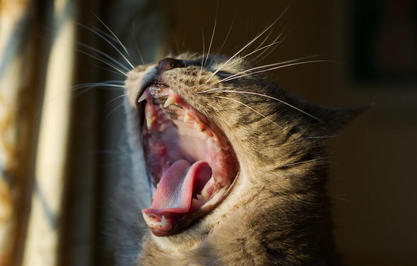 Photo wallpaper cat, mustache, head, mouth, yawns