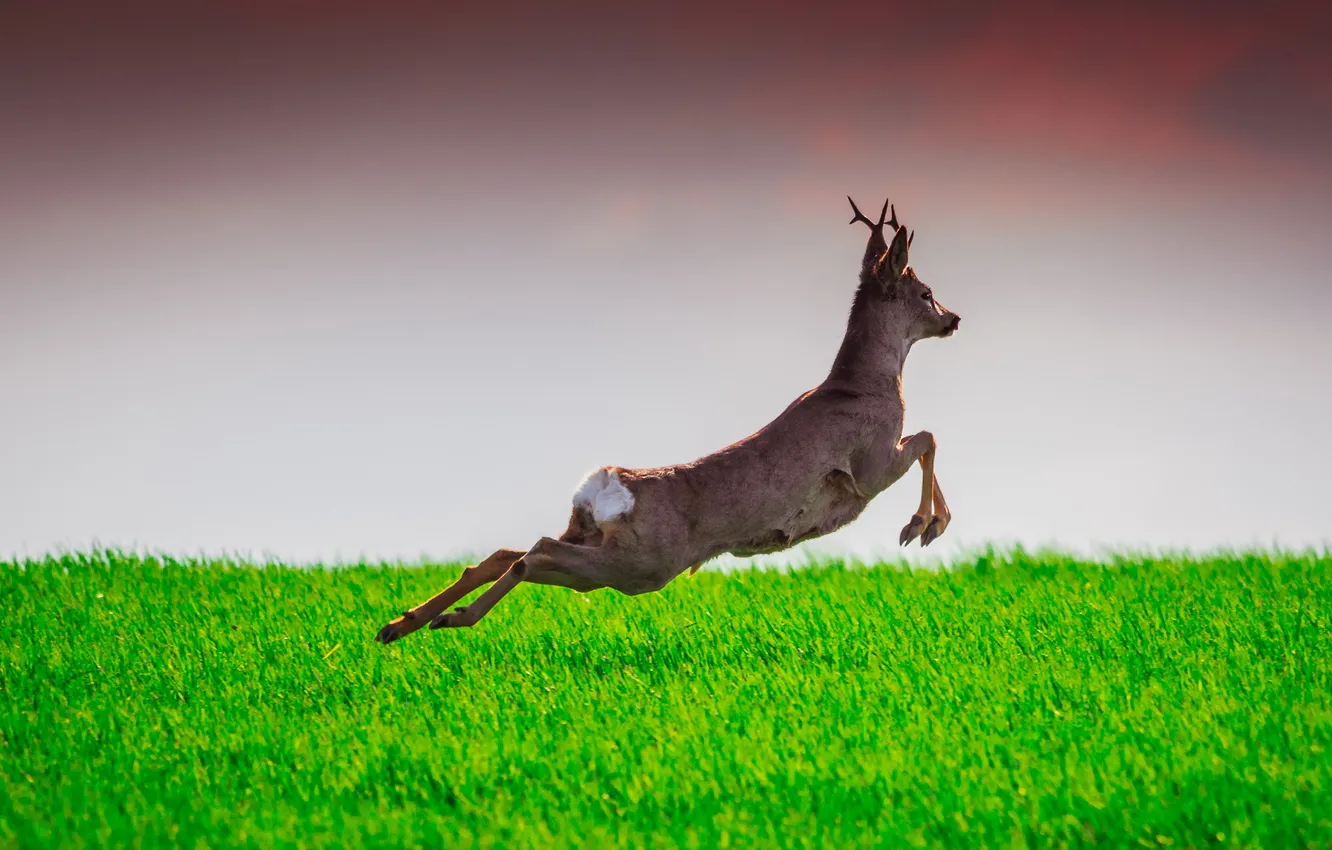 Photo wallpaper deer, wildlife, Learning to Fly