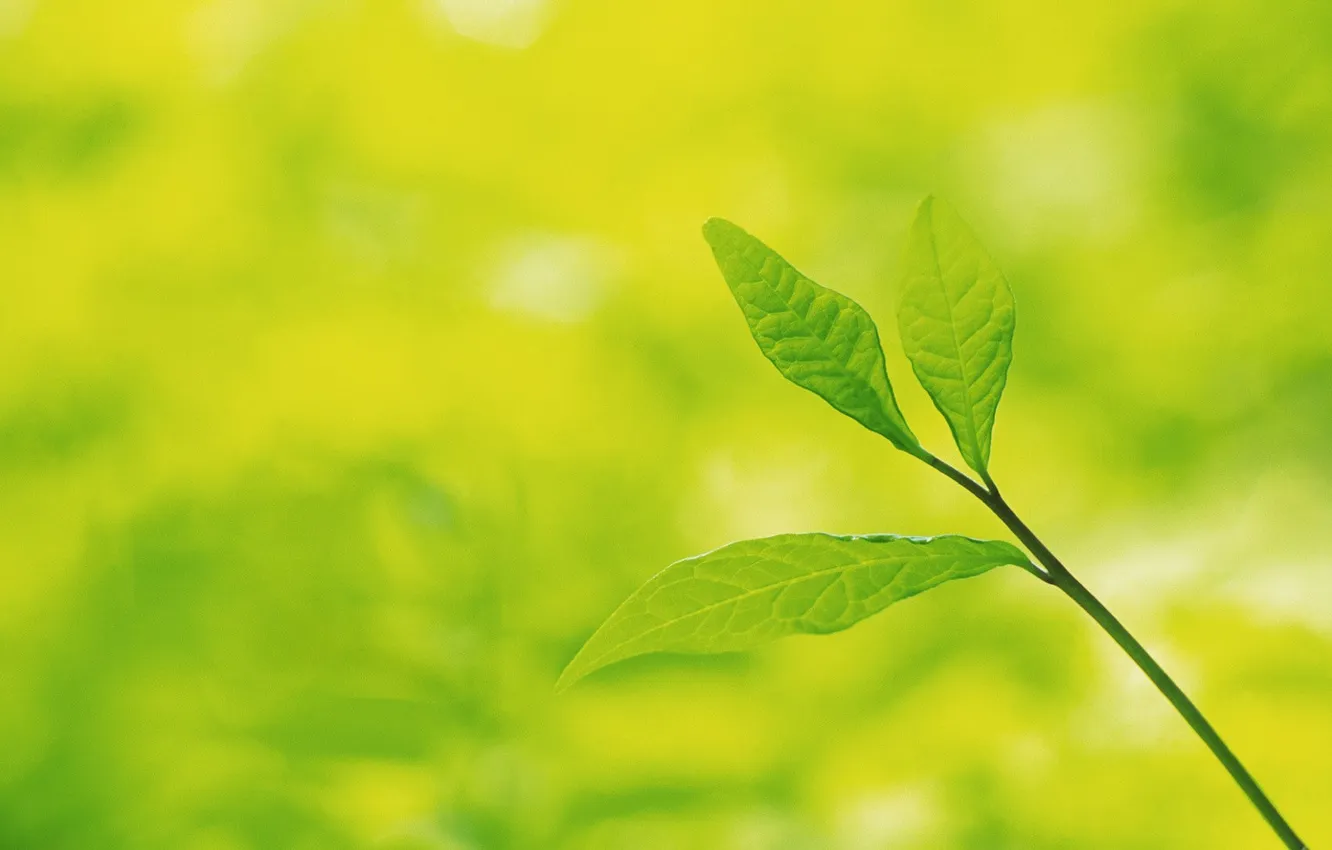 Photo wallpaper summer, leaves, green, leaves