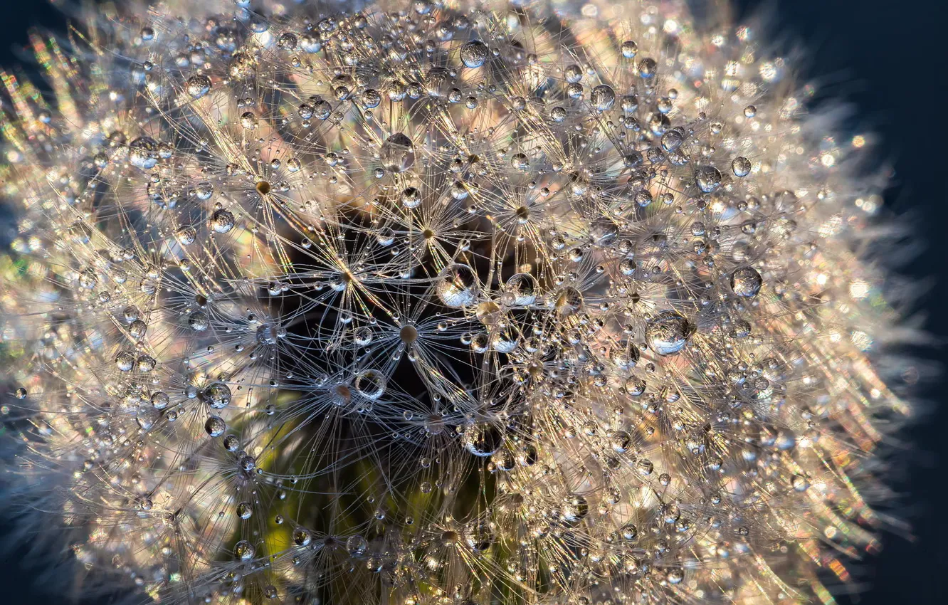 Photo wallpaper water, drops, macro, Rosa, dandelion, seeds