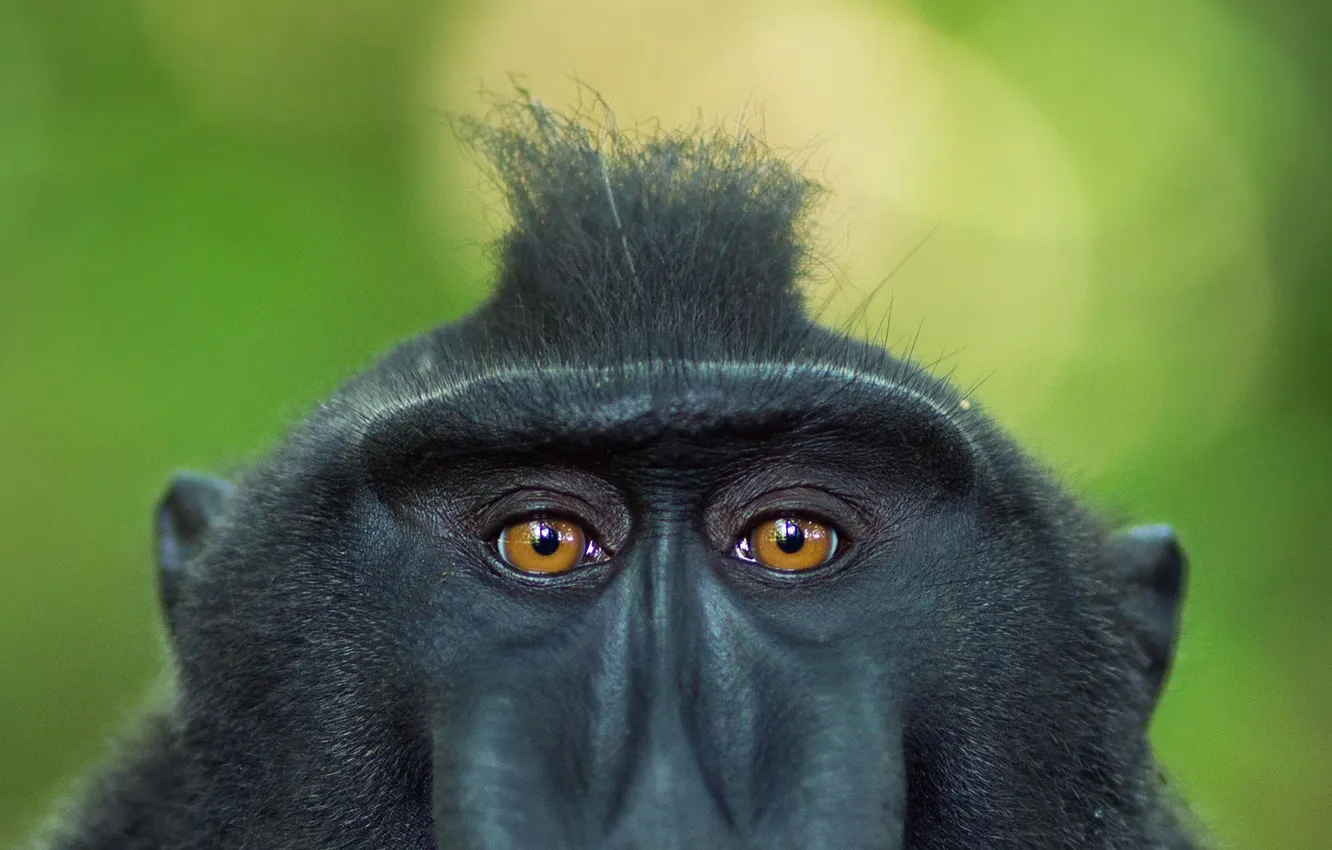 Photo wallpaper eyes, look, background, monkey