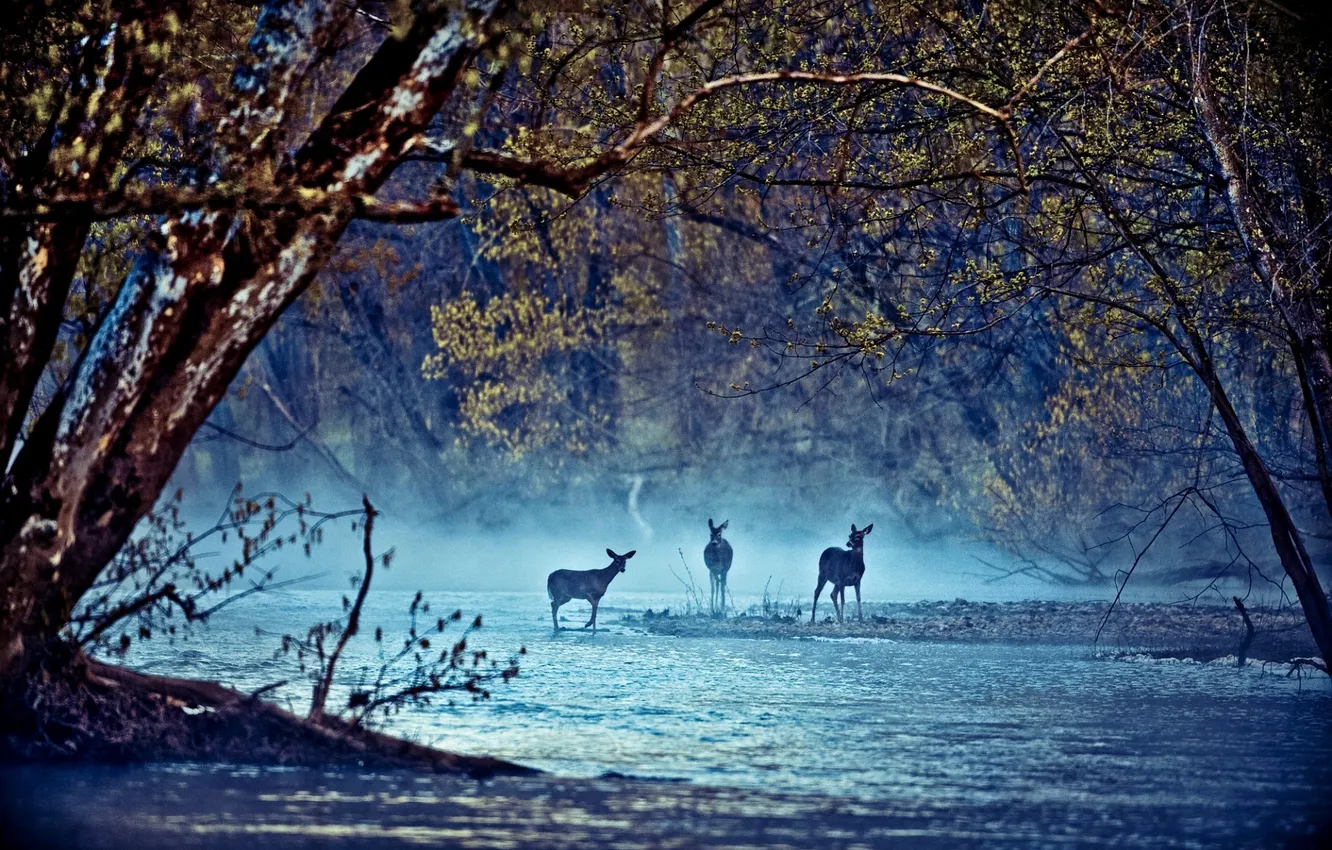 Photo wallpaper trees, landscape, deer
