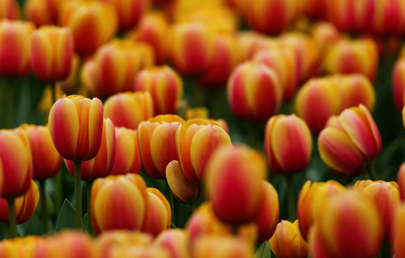 Photo wallpaper flowers, spring, tulips