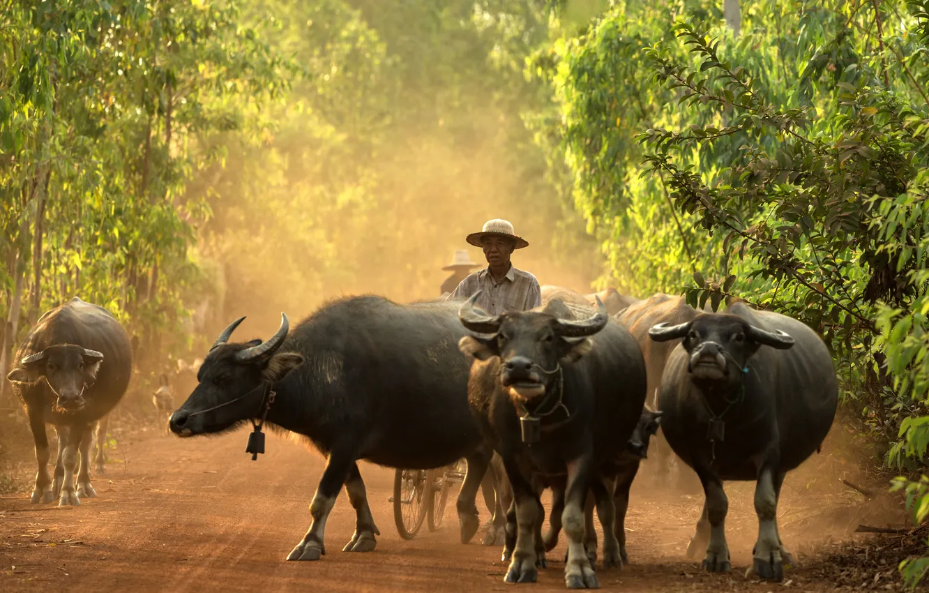 Photo wallpaper person, Buffalo, villager
