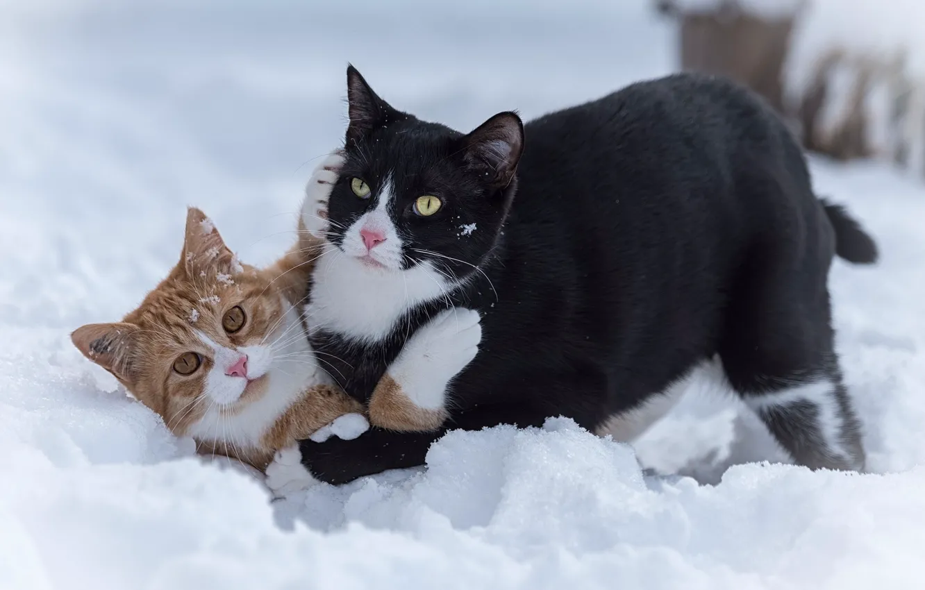 Photo wallpaper cat, snow, the game, cat, two cats