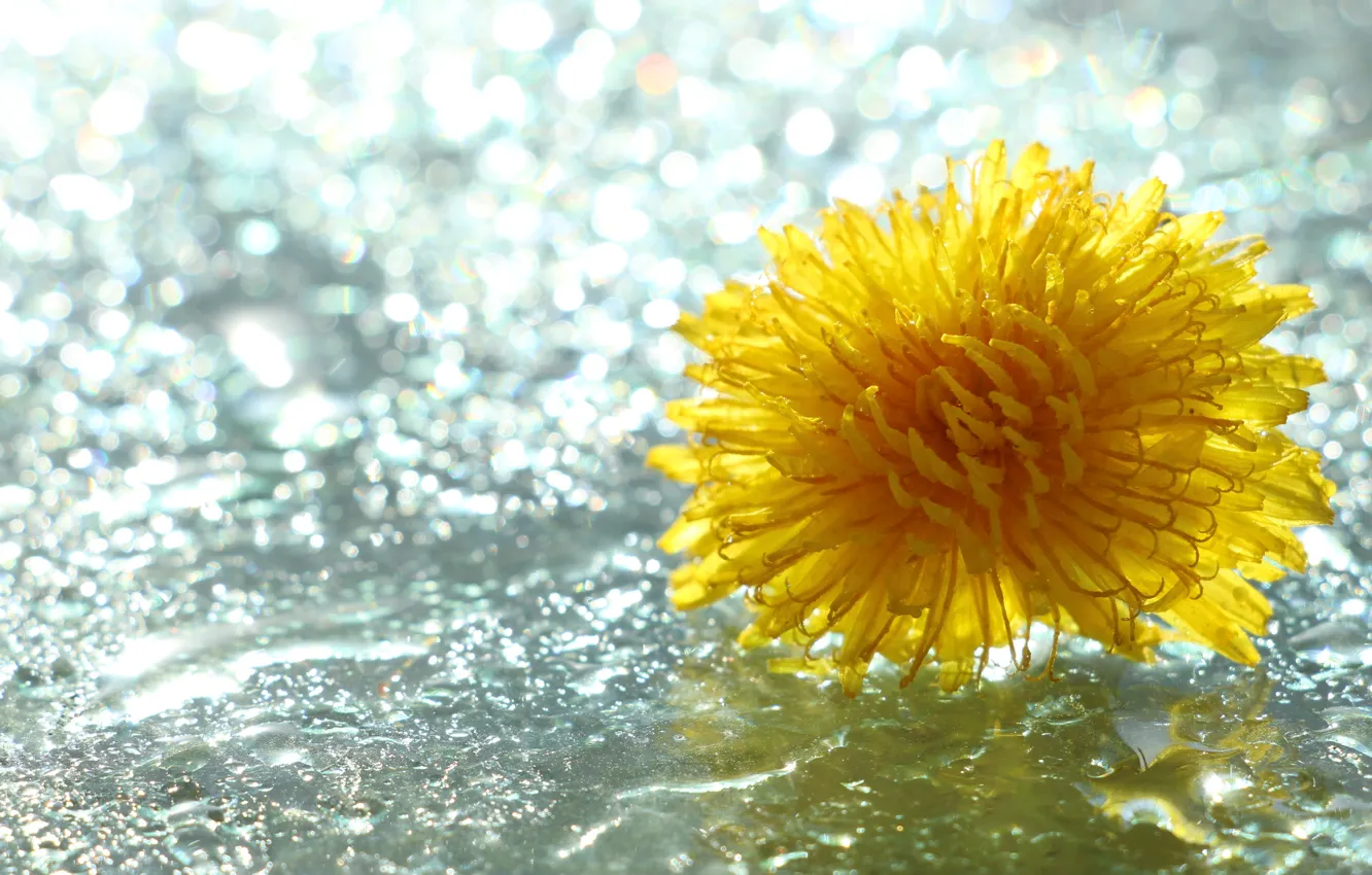 Photo wallpaper flower, yellow, drops