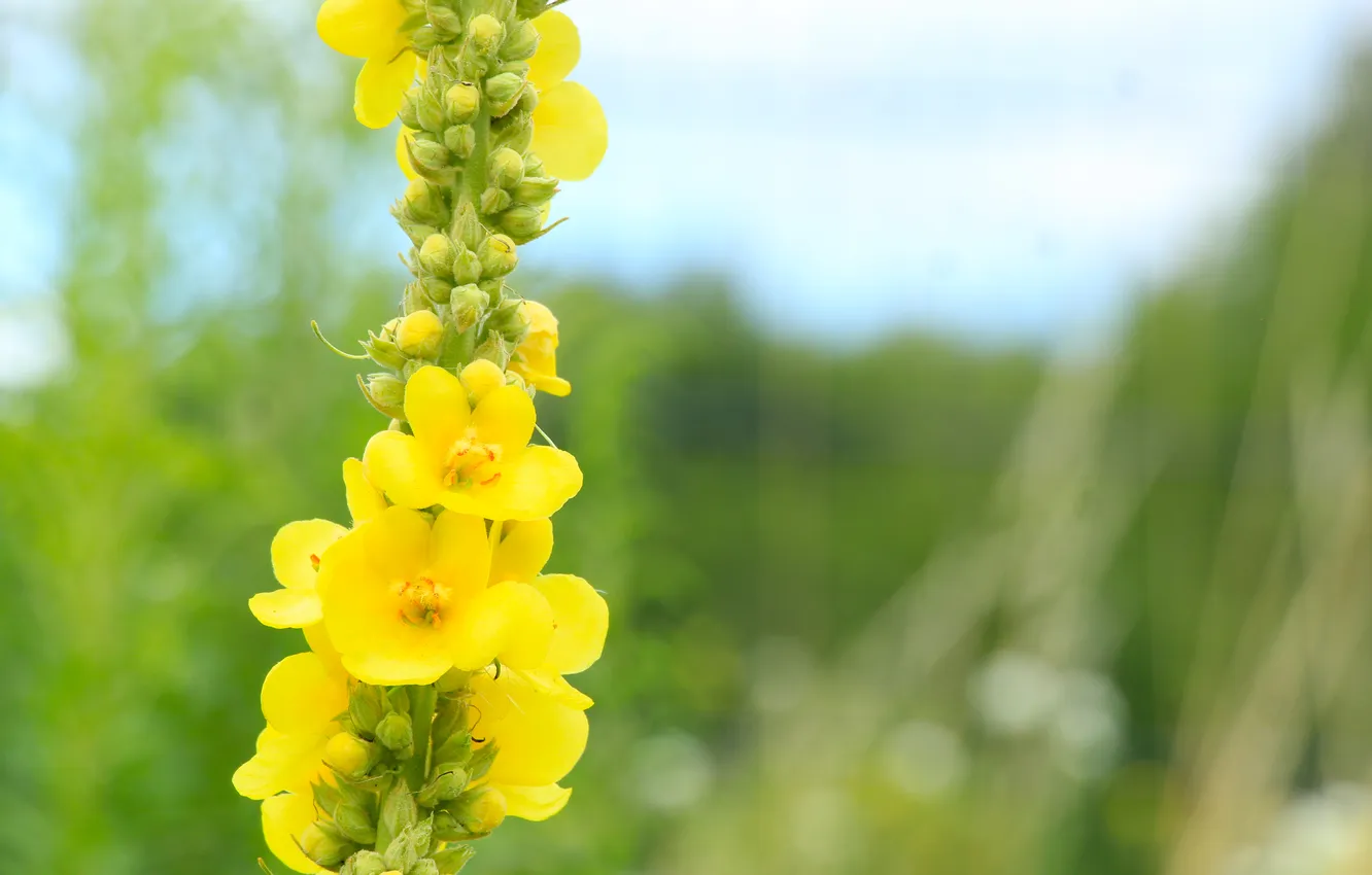 Photo wallpaper flower, yellow, meadow