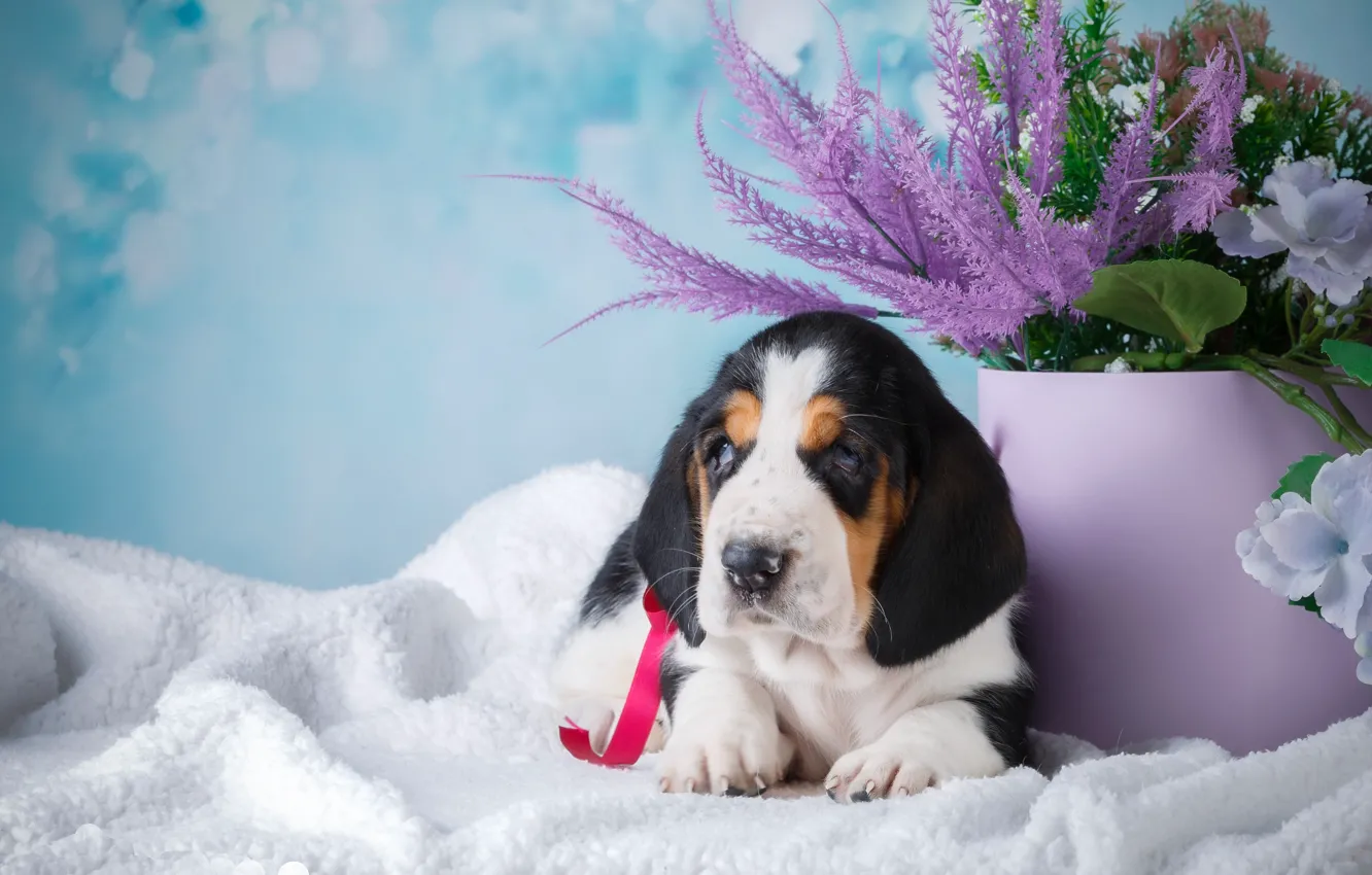 Photo wallpaper flowers, dog, bucket, puppy, blue background