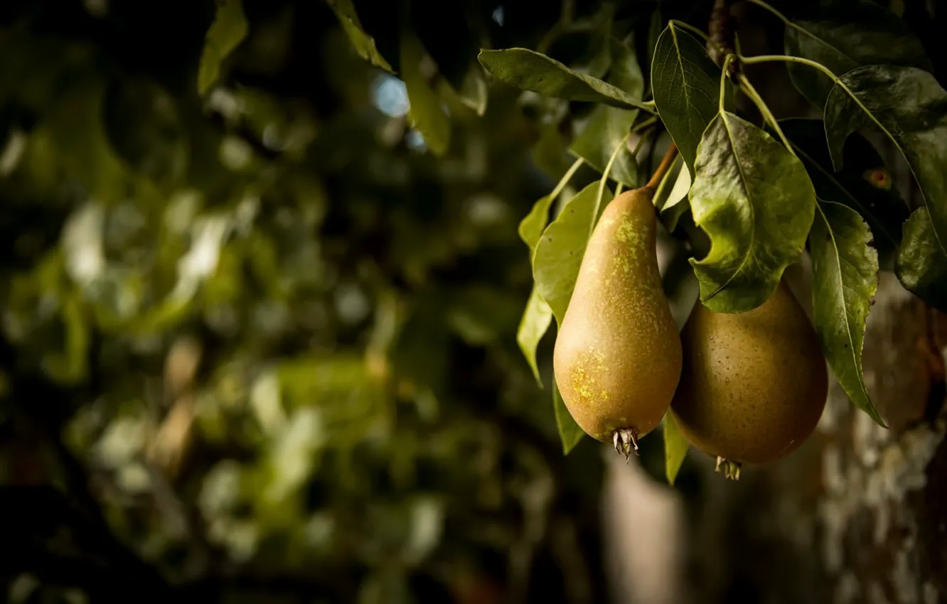 Photo wallpaper nature, fruit, pear