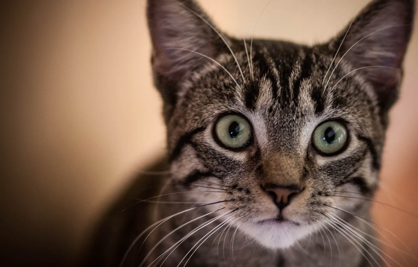 Photo wallpaper cat, kitty, portrait, curiosity