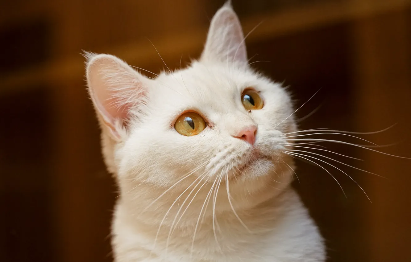 Photo wallpaper white, eyes, cat