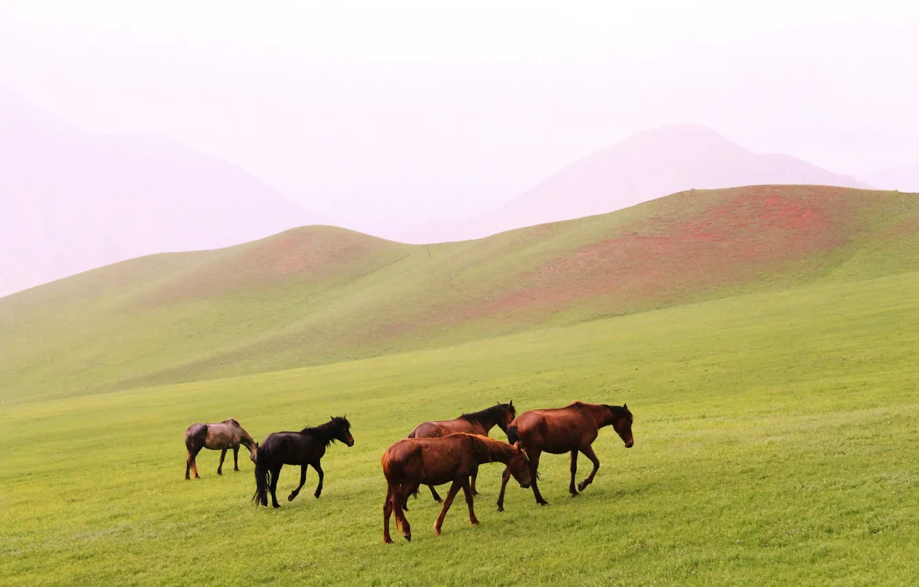 Photo wallpaper landscape, hills, glade, Horse, walk