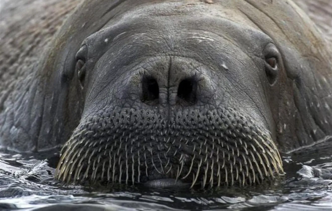 Photo wallpaper animal, Walrus, oceans, Make My Day