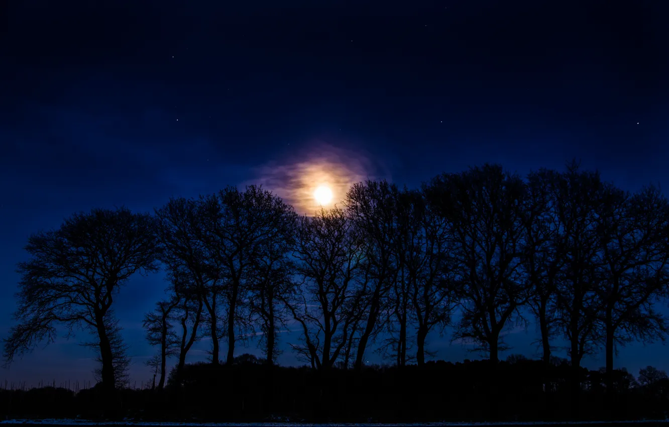 Photo wallpaper stars, trees, night, the moon, silhouette