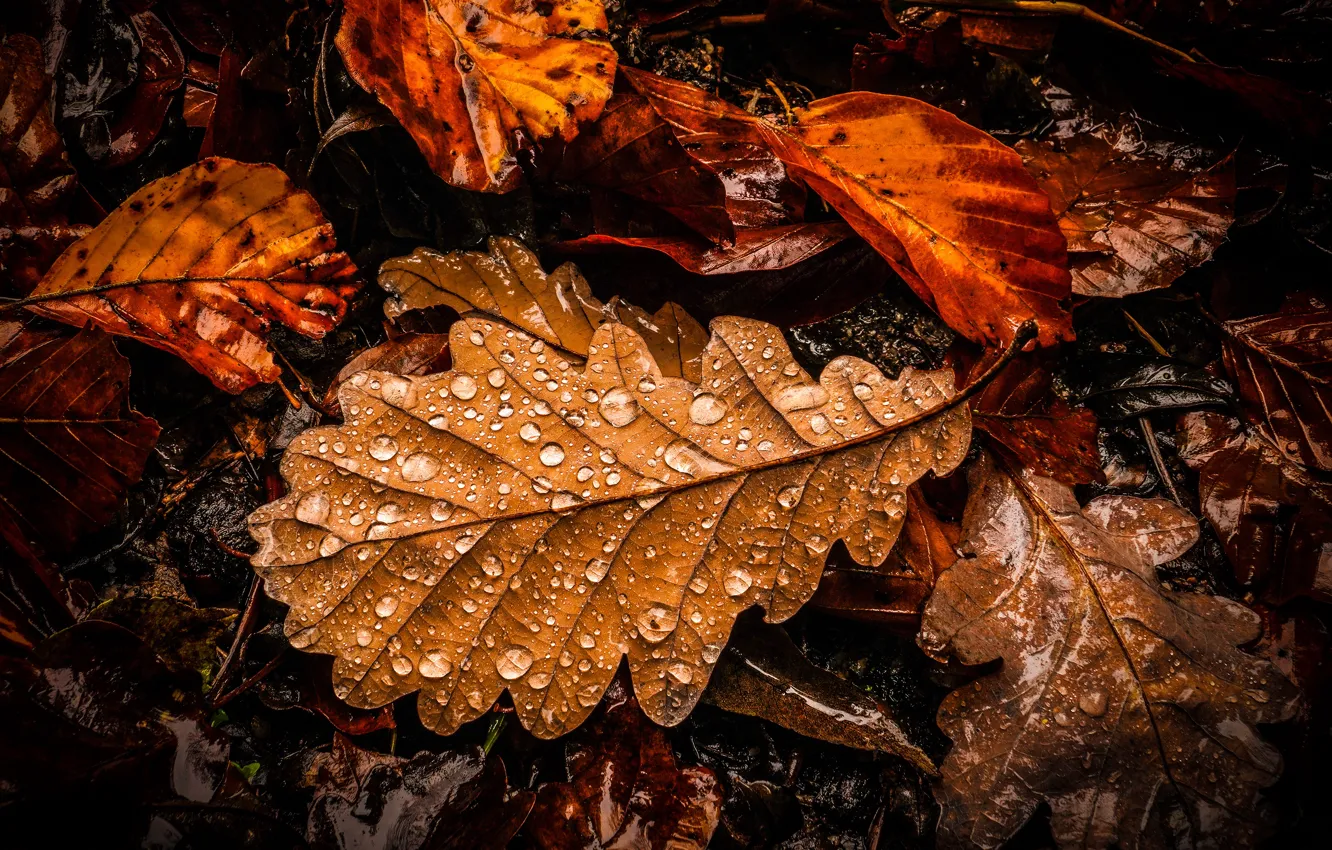 Photo wallpaper autumn, leaves, drops, the dark background, oak, autumn leaves