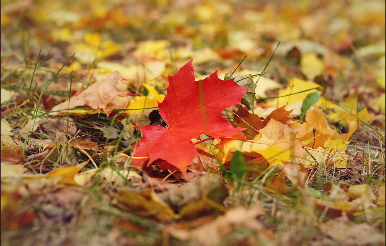 Photo wallpaper autumn, nature, maple, autumn leaves