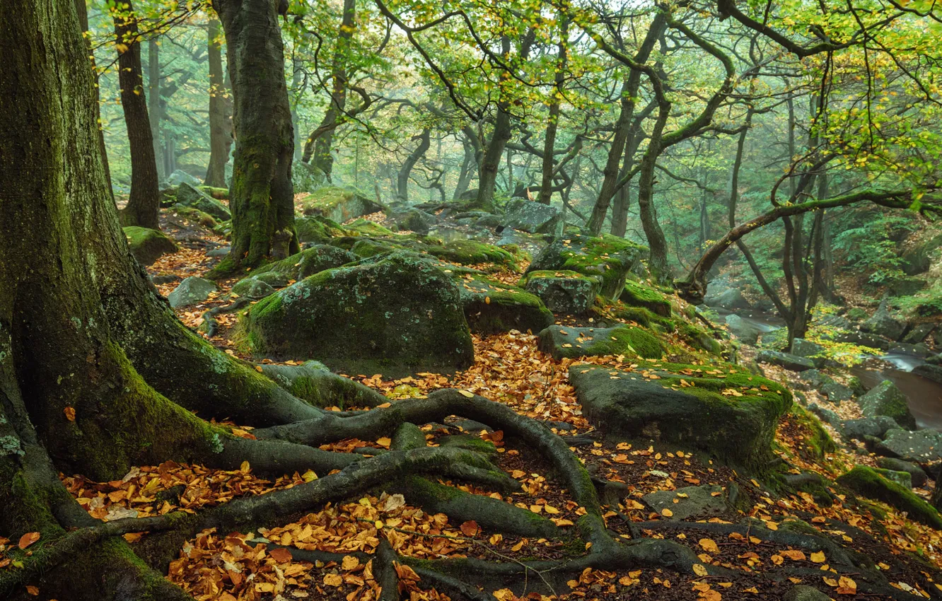 Photo wallpaper autumn, forest, trees, nature, roots, stones, England, moss