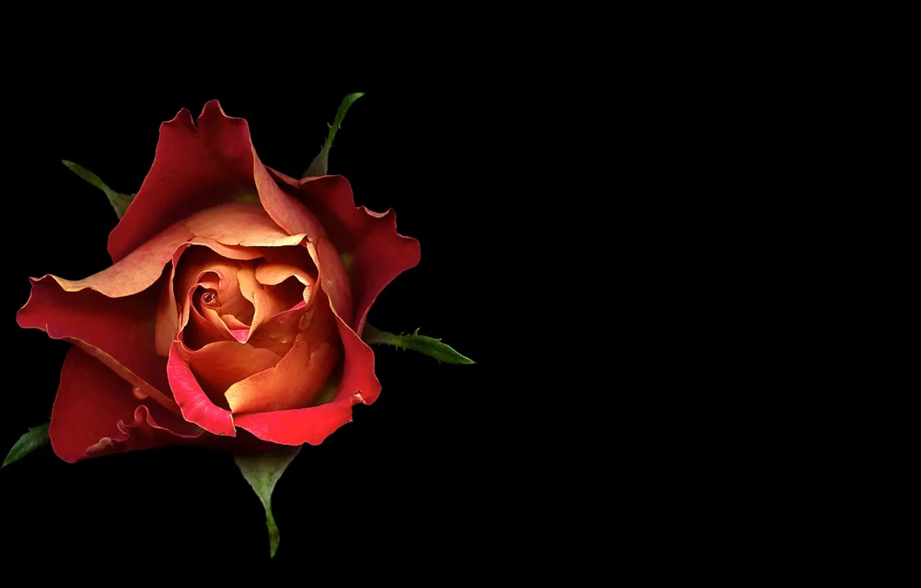 Photo wallpaper light, background, roses, shadow, petals