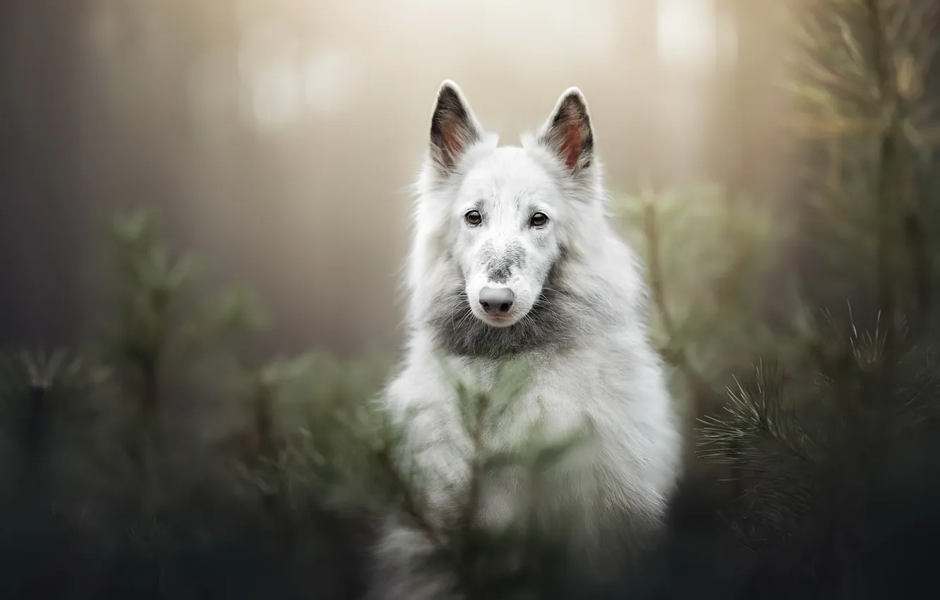 Photo wallpaper forest, each, dog