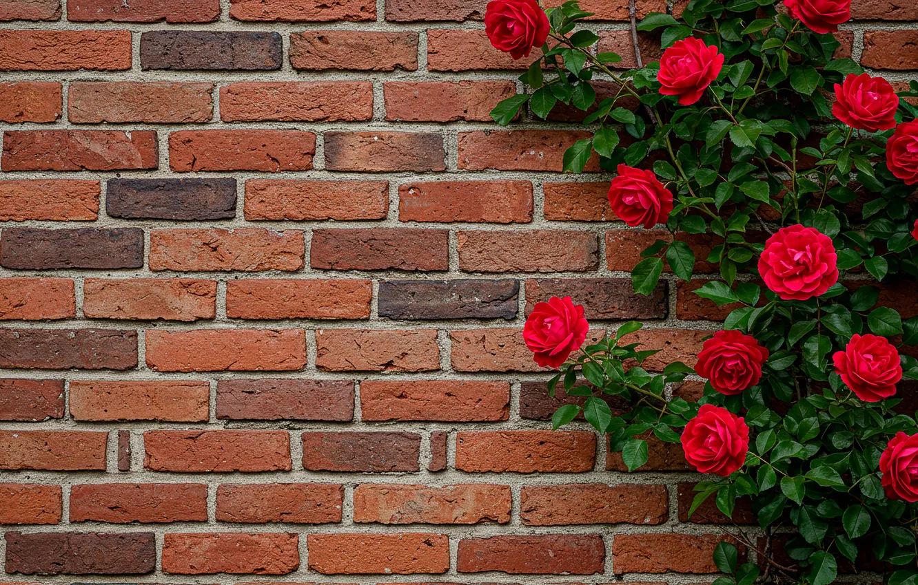 Photo wallpaper wall, roses, wall, roses, brick, bricks
