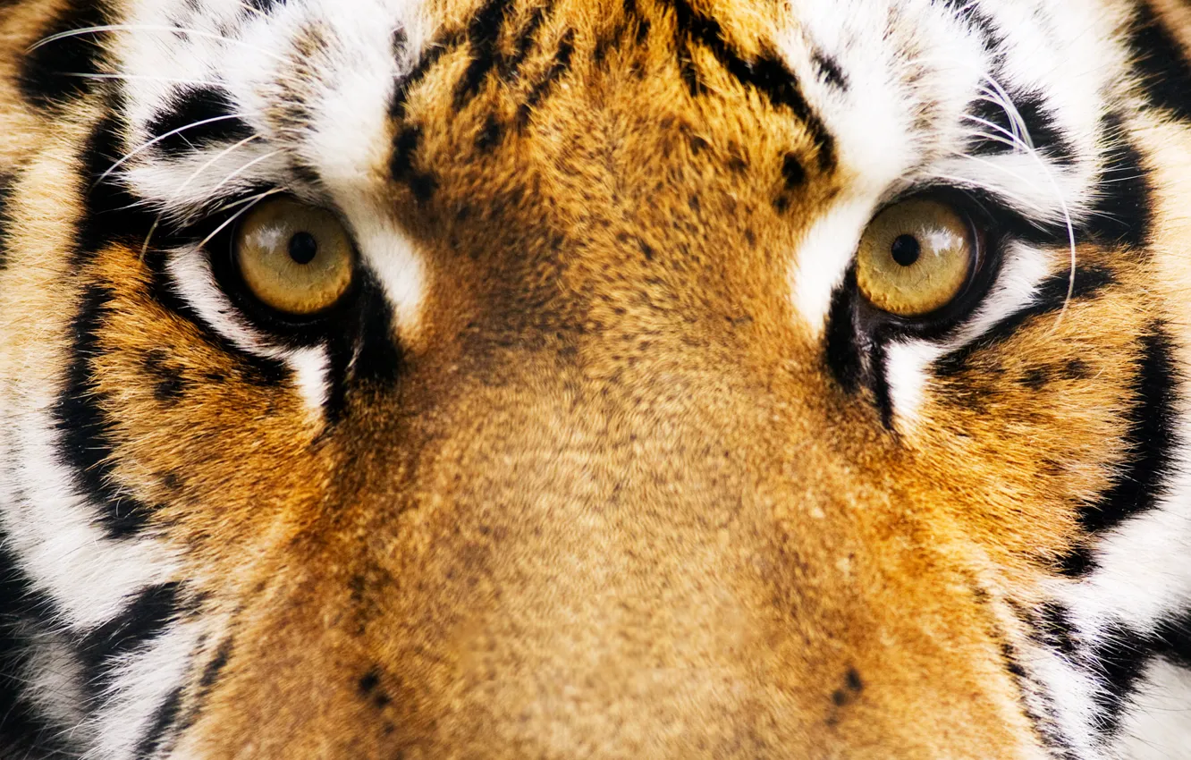 Photo wallpaper eyes, face, tiger, strip