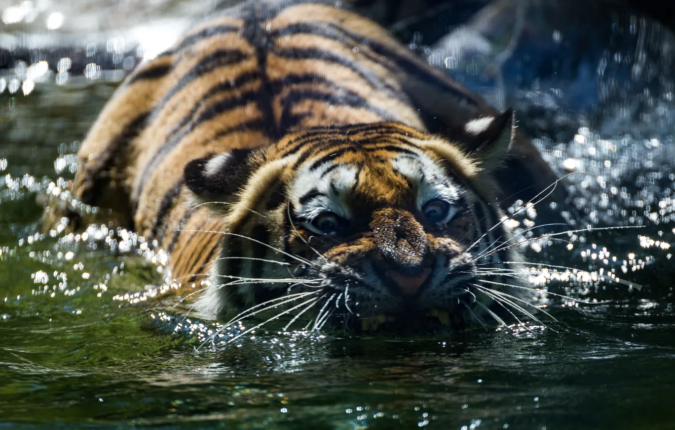 Photo wallpaper look, face, water, tiger, predator