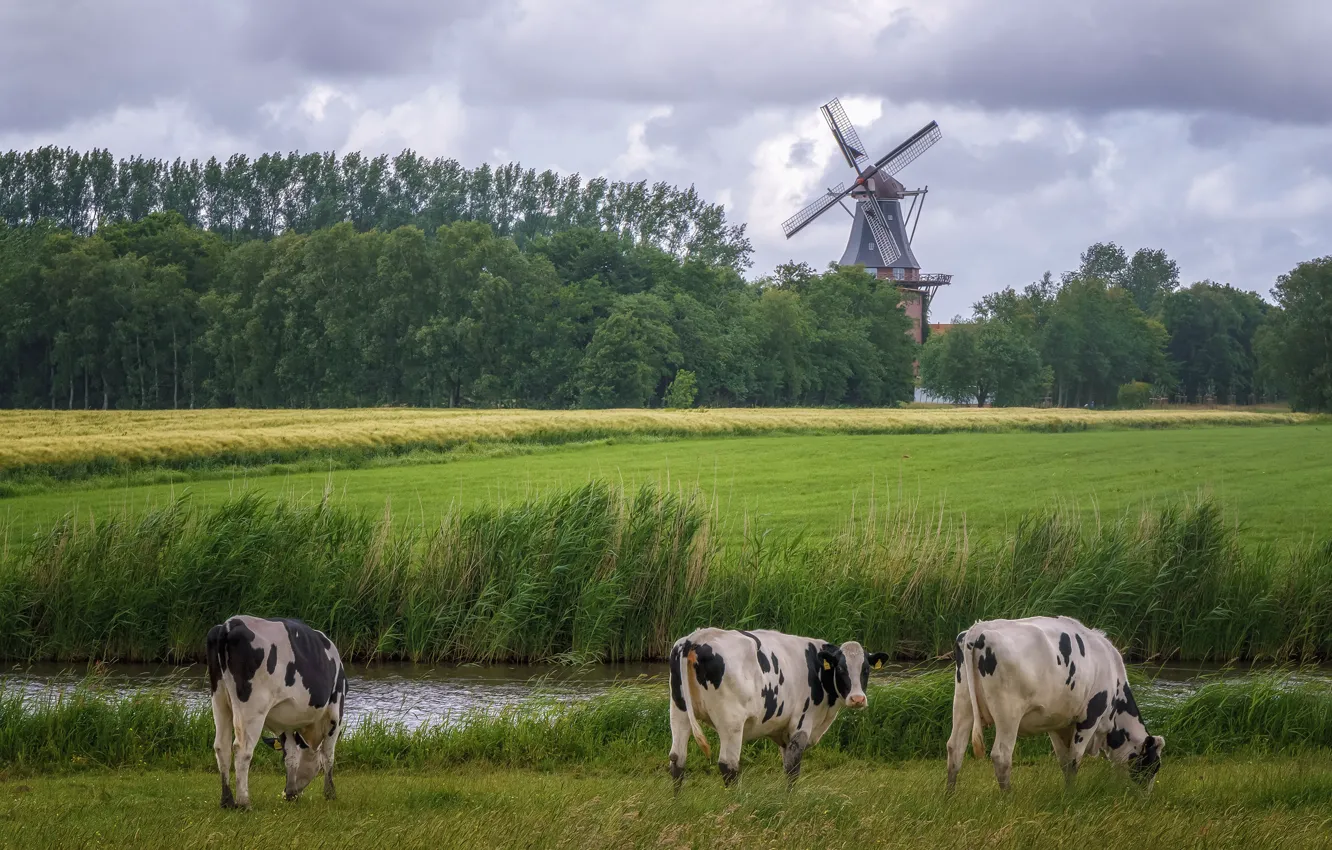 Photo wallpaper field, forest, summer, grass, clouds, shore, cows, river