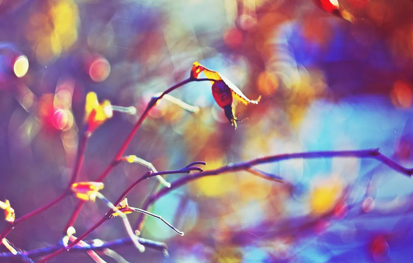 Photo wallpaper winter, new year, briar, brightness, bokeh