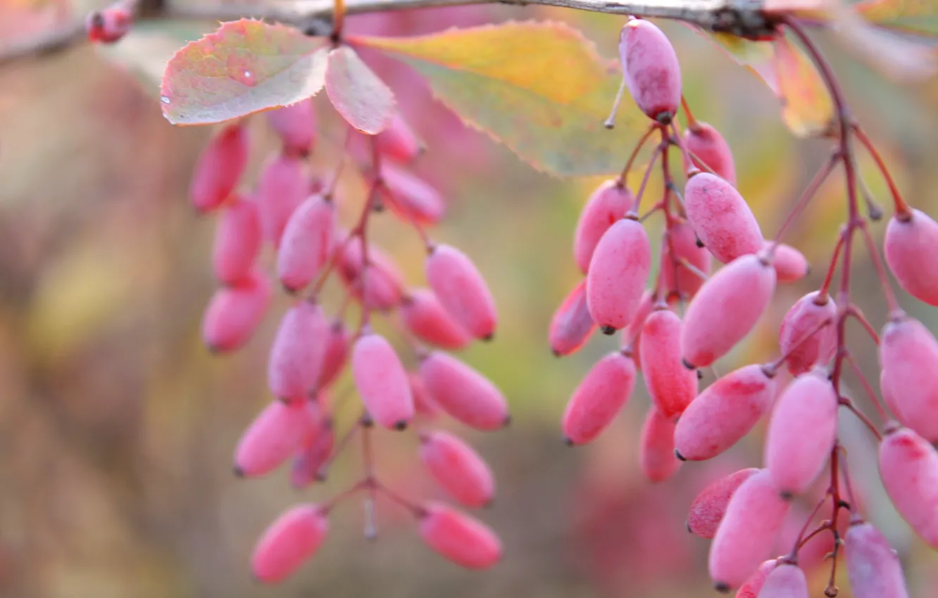 Photo wallpaper autumn, photo, barberry