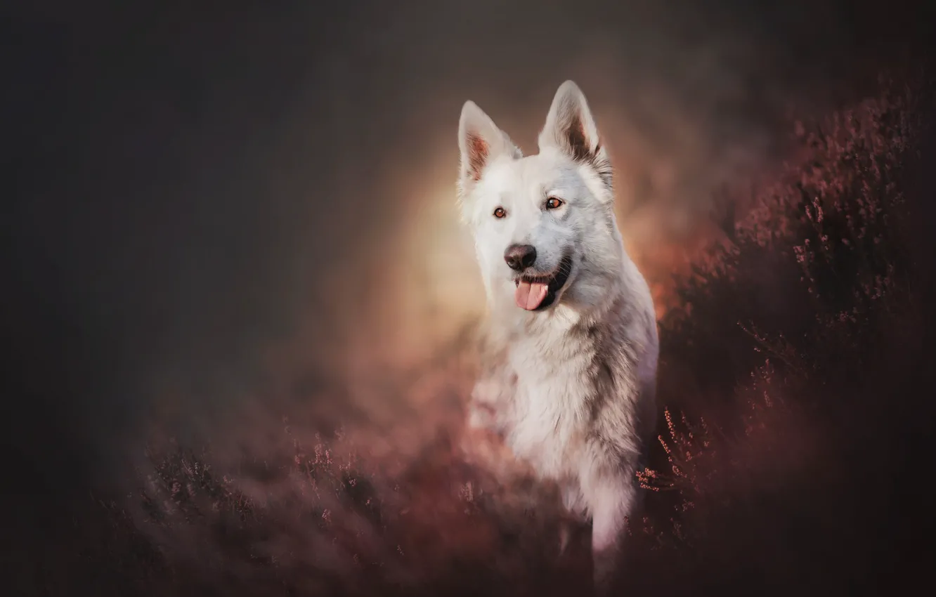 Photo wallpaper dog, Heather, The white Swiss shepherd dog