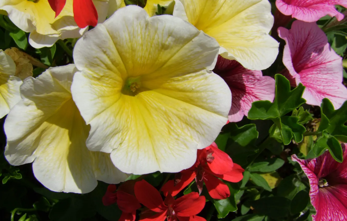 Photo wallpaper Germany, blume, Buds