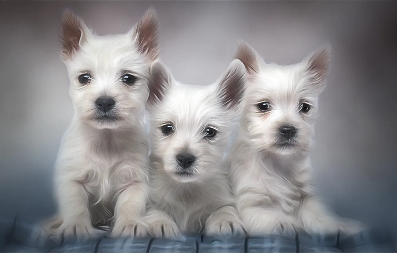 Photo wallpaper white, Dogs, group, trio