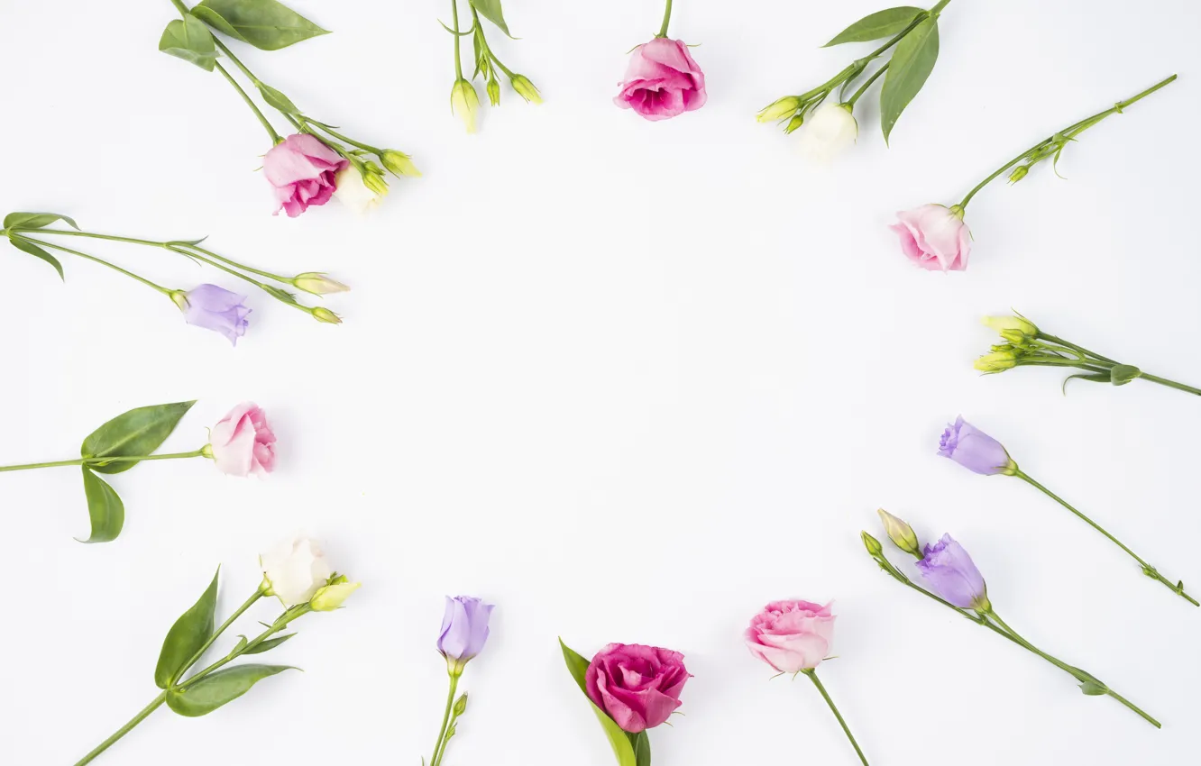 Photo wallpaper flowers, buds, fresh, pink, flowers, violet, eustoma, eustoma