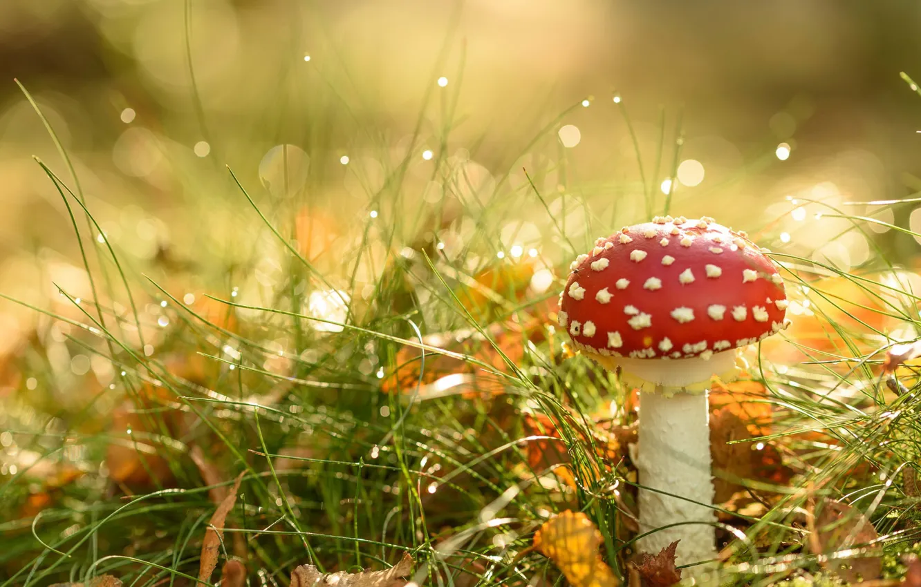 Photo wallpaper autumn, nature, mushroom, mushroom