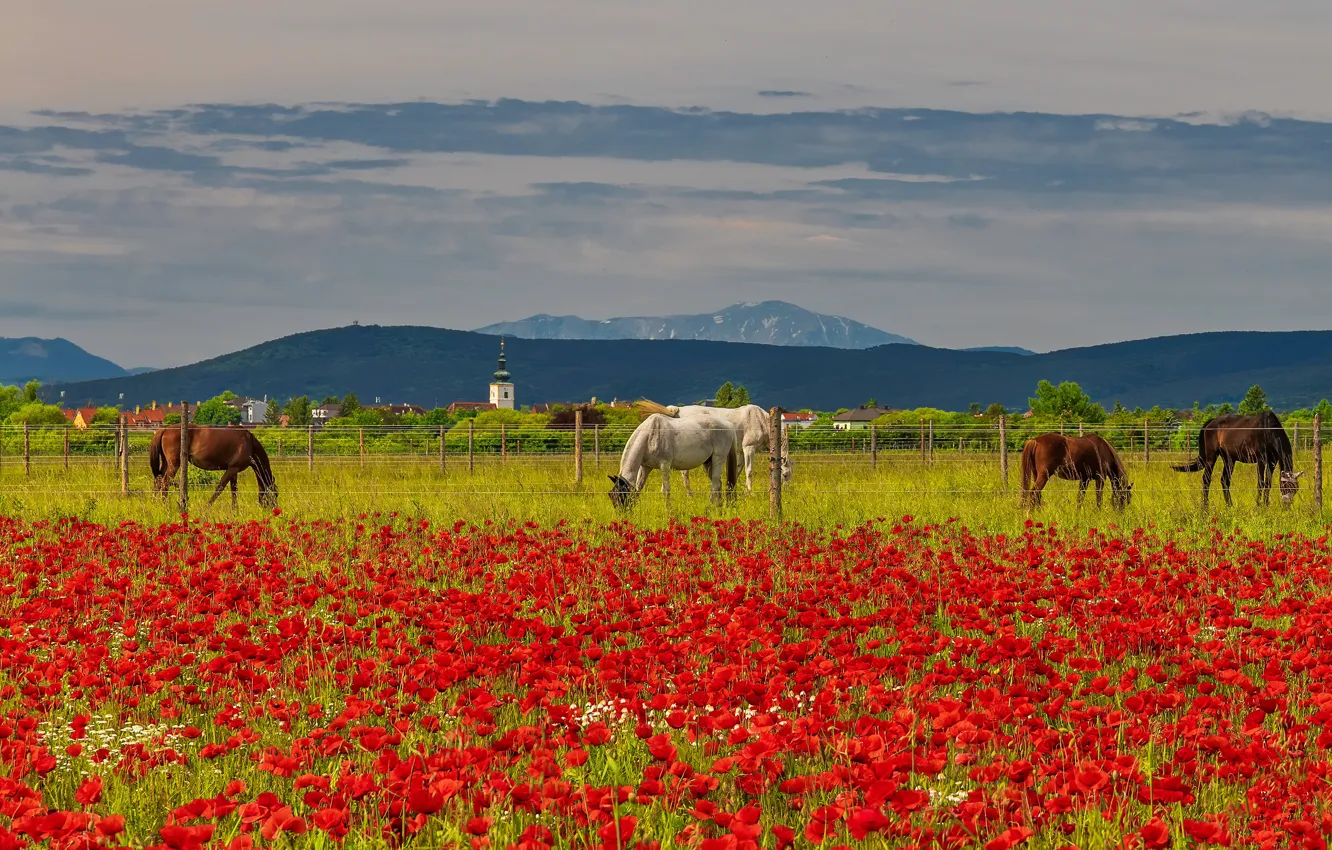 Photo wallpaper landscape, nature, horse, horse, Maki, poppy field